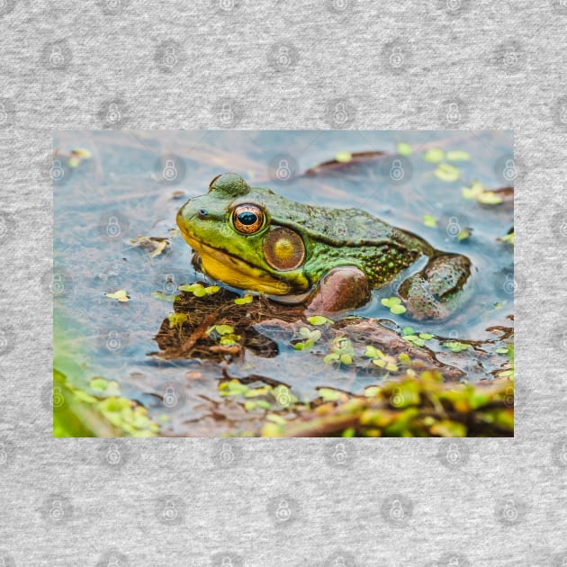Resting Green Frog Photograph by love-fi